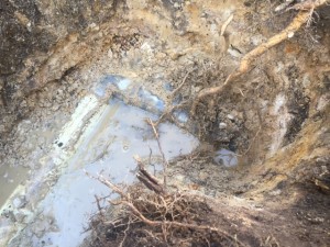 Stormwater tree roots in Belrose                                  